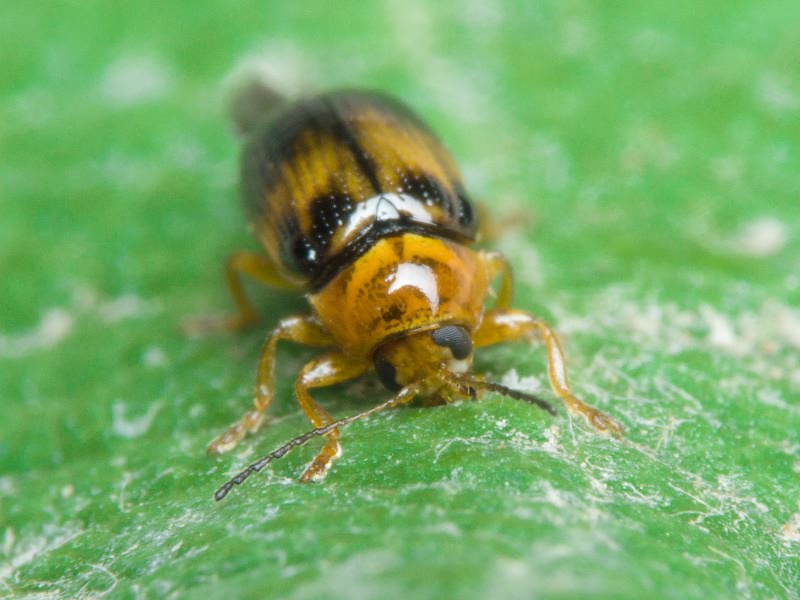 Cryptocephalus (Burlinius) pusillus Fabricius, 1777